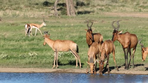 Red Hartebeest Antelopes Drinking Water, Kalahari Desert