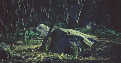 Exploring a Dense Forest with Large Rocks and Trees Under Soft Light