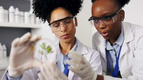 Scientist, teamwork and women with petri dish for plant research, experiment or test
