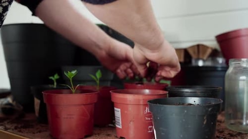 Gardener Transplanting Plant Seedlings In Small Plastic Pots Indoor. Close-up Shot