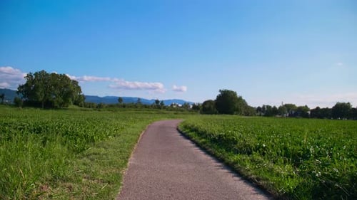 Serene Countryside Path Surrounded by Lush Green Fields