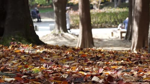Fallen Leaves on the Ground Between Tree Trunks in Korean Deciduous Park in Autumn, People Walk on B