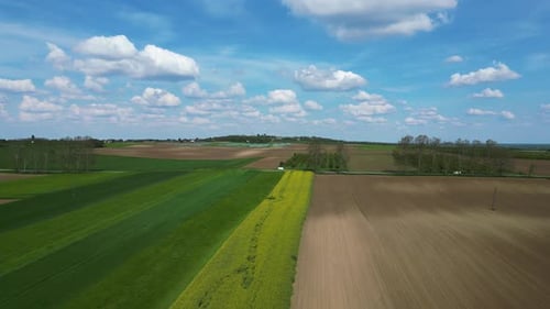 Aerial view of rapeseed fields in Aljmas, Osijek-Baranja, Croatia.