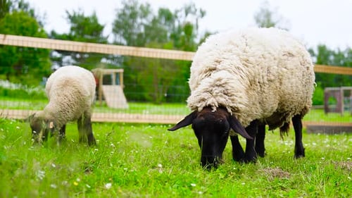 Sheep Grazing Peacefully in a Green Pasture
