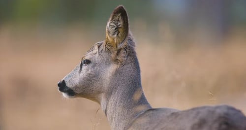 Closeup of One Roe Deer Eating in the Forest at Fall