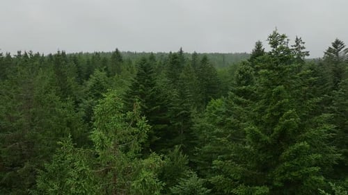 Images aériennes de la cime des arbres de la forêt brumeuse