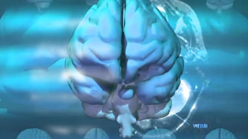 Composite 3D Human Brain Visualization