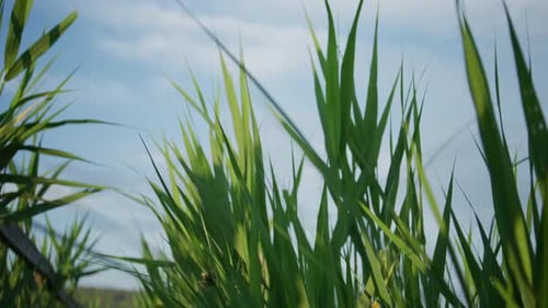 Low-Angle View of Green Grass Swaying Gently Against a Blue Summer Sky
