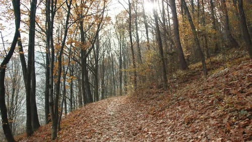 Deserted Path for Trekking on a Steep Slope in Autumn Forest on a Sunny Day