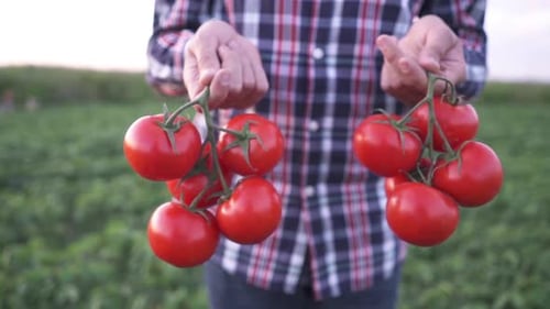 Farmer Holding Fresh Ripe Red Tomatoes Farmer Market Outdoor