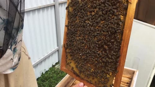Beautiful Winged Bee Slowly Flies to Beehive Collect Nectar on Private Apiary from Live Flowers