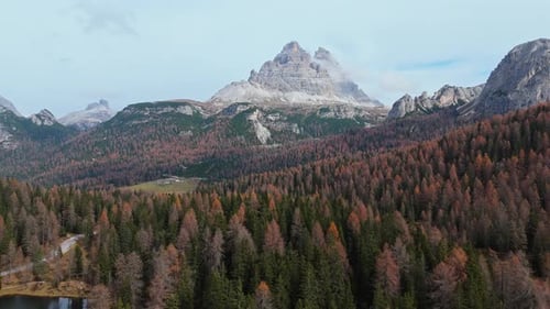A forest with a flowing stream surrounded by lush green trees and dense foliage , aerial view