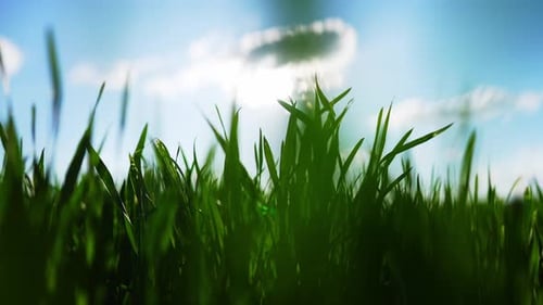 Field of Green Young Plants Wheat Green Leaves Movement in Wind