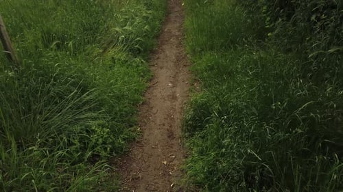 Beautiful small pathway and surrounded by a green plantation.