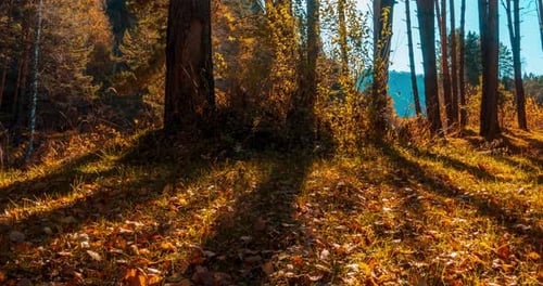 Mountain Evergreen Pine Tree Forest Timelapse at the Summer or Autumn Time
