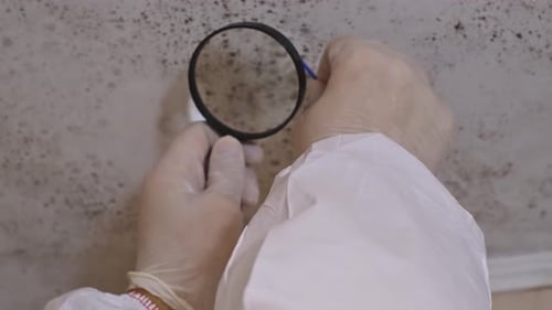 Gloved Hands Examining Mold on Wall
