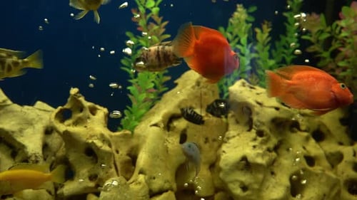 Multicolored Fish in the Aquarium Domestic Fish Swims A Pet