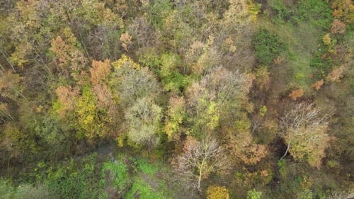 forest autumn drone