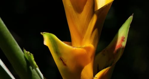Heliconia caribaea, Guadeloupe, Caraïbes