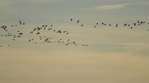 Flock of Birds Flying in Golden Sky