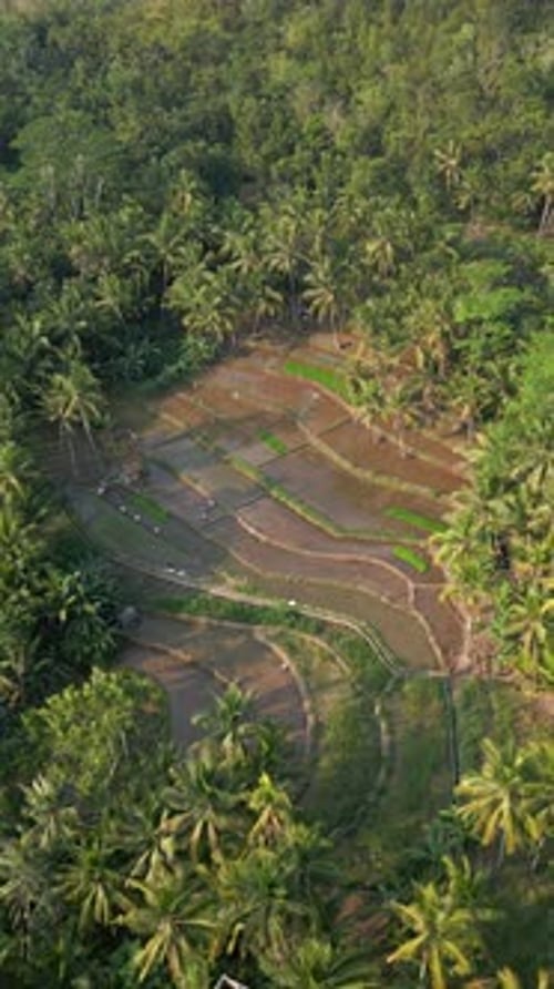 Aerial View Of Picturesque Rice Terraces On Java Island In Indonesia