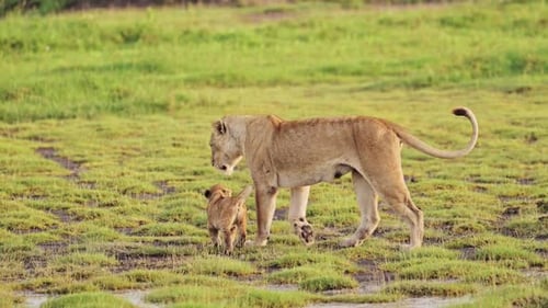 Adorable and Funny Lions and Cubs Captured in Stunning Slow Motion Wildlife Footage