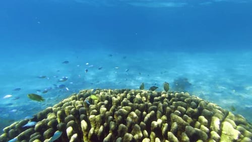 4k video footage of a variety of fishes swimming along a coral reef