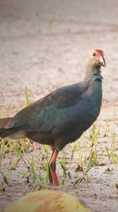Goa, Indien, Grauköpfige Sumpfvögel