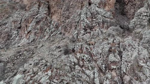 Mountain Goats Climb Steep Rocky Terrain in Nature