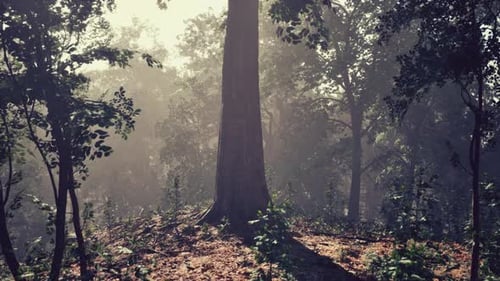 Forest of Trees Illuminated By Sunbeams Through Fog