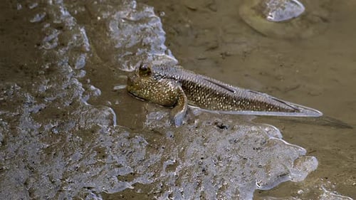 Shiny brown Mudskipper moving in the mud -close up