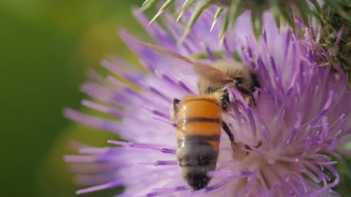 Bee Collecting Nectar on Purple Thistle Flower