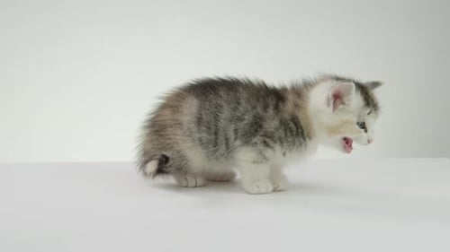 Meowing Silver Tabby Kitten Stands on White Background