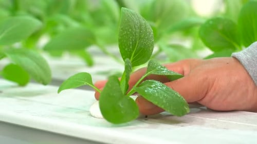 Pak Choi From Hydroponic Farms