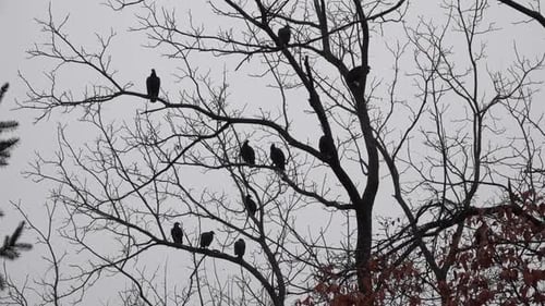 Ten Black Vultures (Coragyps atratus) perch in a black walnut tree. Other vultures fly nearby.