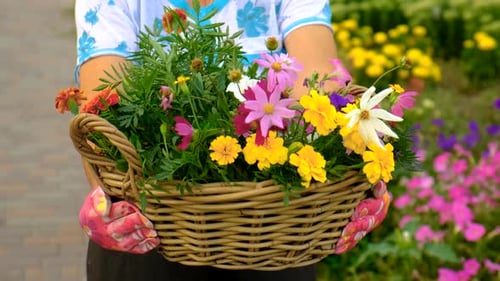 Grandmother is Planting Flowers in the Garden Selective Focus