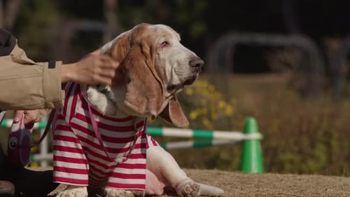 Basset Hound Relaxing Outdoors with Red Striped Shirt