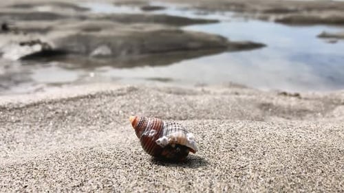 Small hermit crab on sandy beach emerges from shell where hidden