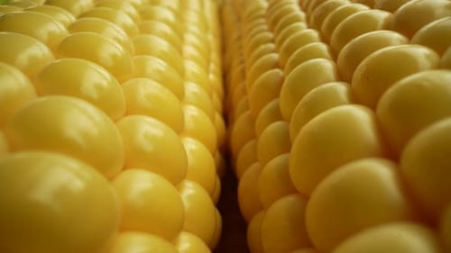 Fresh Corn 03