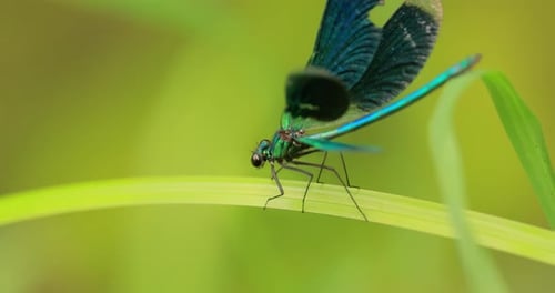 La belle demoiselle (Calopteryx virgo) est une demoiselle européenne appartenant à la famille