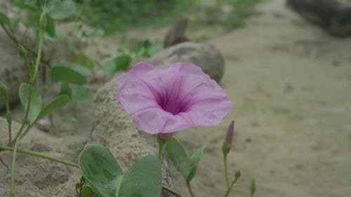 Fleur de liseron rose se déplaçant dans le sable