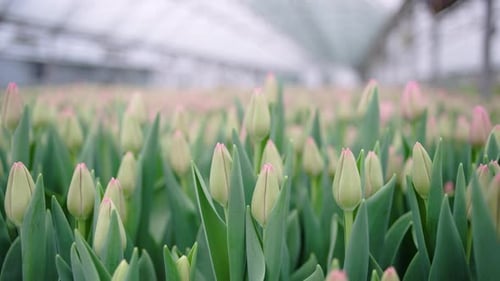 Field of Tulips Growing in Greenhouse
