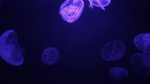 Qualle im Licht auf dunklem Hintergrund