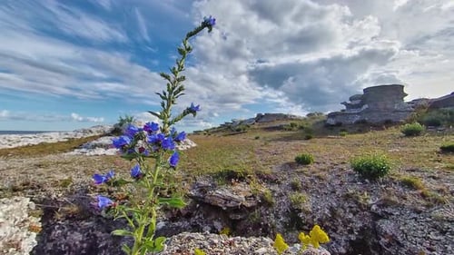 Arándano floreciente de flores silvestres, Echium vulgare, con Rauk de fondo