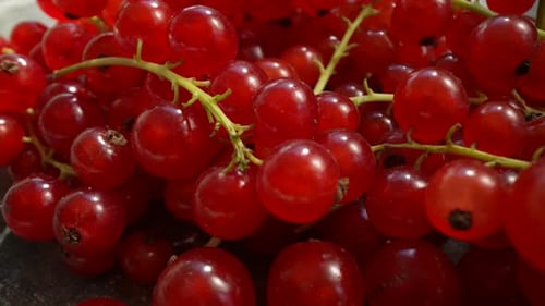 Fresh Red Currants on Dark Surface