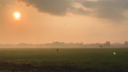 Sunrise With Rice Field View