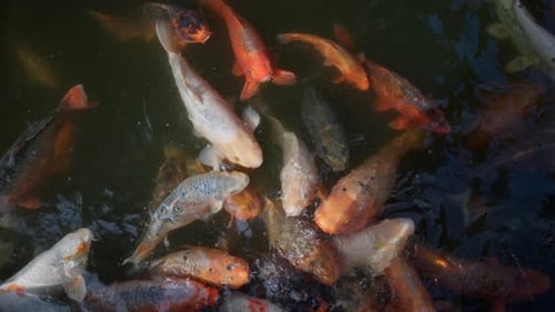 Top View of Colorful Koi Fish Swimming in Pond Water