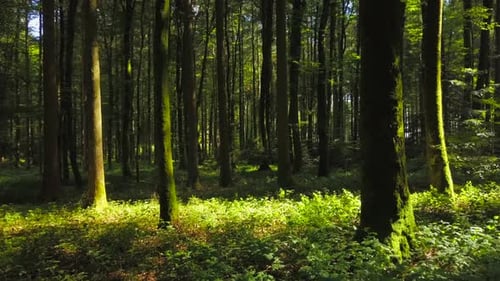 Aerial View of Forest Trees Woodland Landscape Scenery