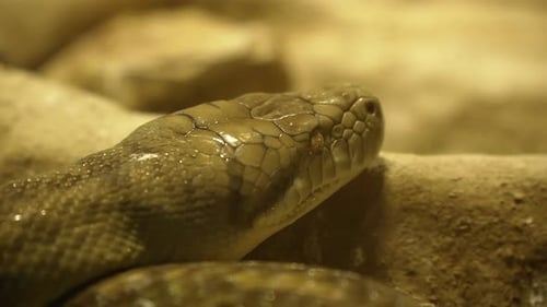 Big green python head resting on rocks, close up shot.
