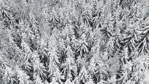Ascending aerial shot of a winter landscape with a forest with snow-covered pine trees, and a comple